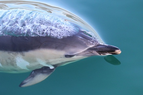 common dolphin
